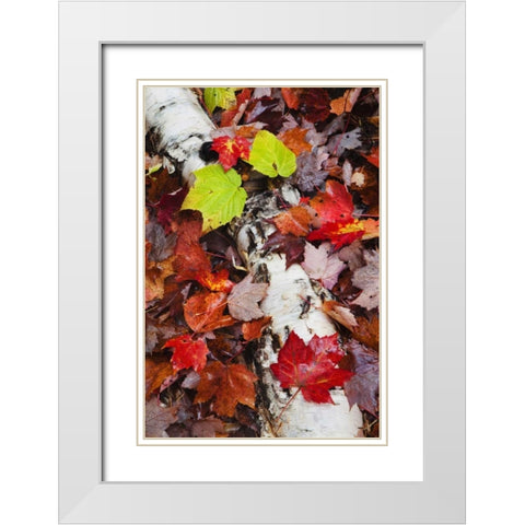 NH, White Mountains Log and fallen maple leaves White Modern Wood Framed Art Print with Double Matting by Flaherty, Dennis