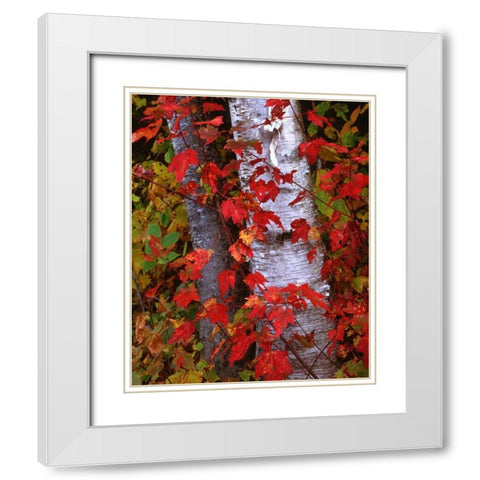 NH, White Mountains Trees in autumn color White Modern Wood Framed Art Print with Double Matting by Flaherty, Dennis