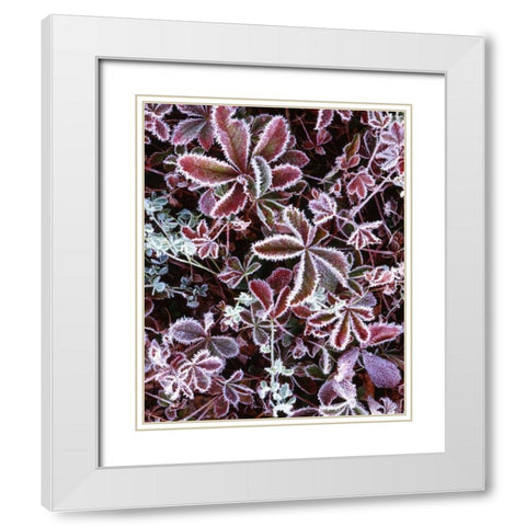 NH, White Mts Detail of frosted berry bushes White Modern Wood Framed Art Print with Double Matting by Flaherty, Dennis