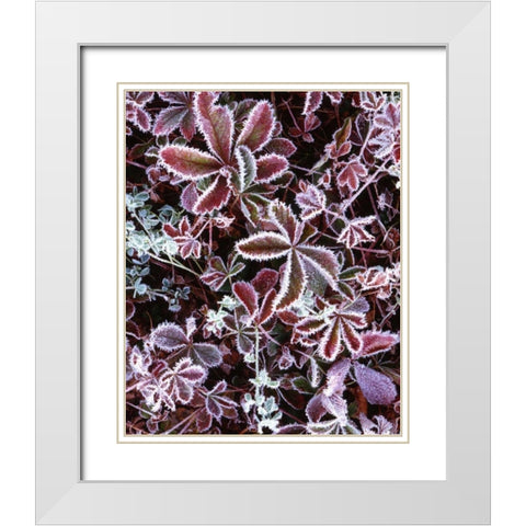 NH, White Mts Detail of frosted berry bushes White Modern Wood Framed Art Print with Double Matting by Flaherty, Dennis