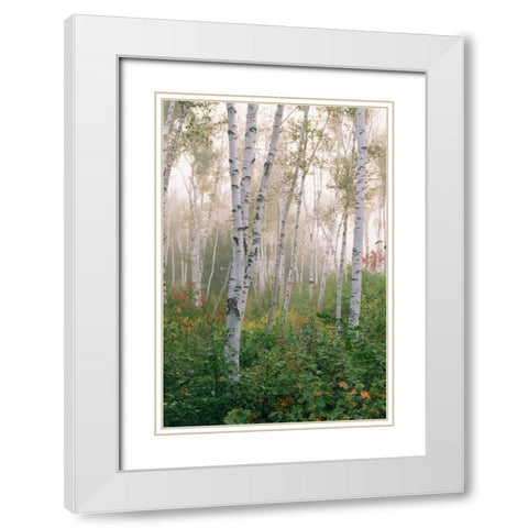USA, New Hampshire Birch trees in clearing fog White Modern Wood Framed Art Print with Double Matting by Bush, Marie