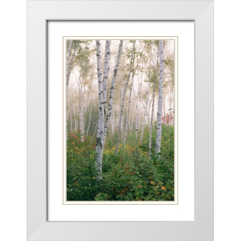USA, New Hampshire Birch trees in clearing fog White Modern Wood Framed Art Print with Double Matting by Bush, Marie