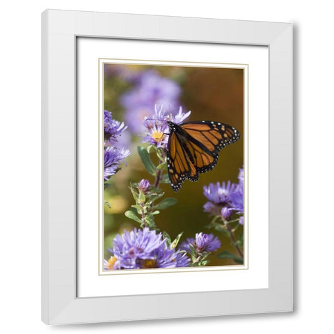 New Hampshire Monarch butterfly on aster flower White Modern Wood Framed Art Print with Double Matting by Rotenberg, Nancy