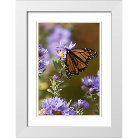 New Hampshire Monarch butterfly on aster flower White Modern Wood Framed Art Print with Double Matting by Rotenberg, Nancy