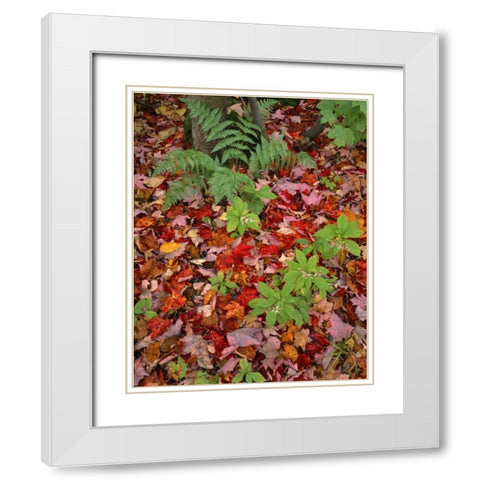 NH, White Mountain NF Leaves on forest floor White Modern Wood Framed Art Print with Double Matting by Terrill, Steve