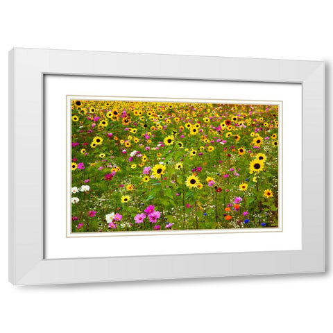 USA-New Hampshire meridian planted with sunflowers and cosmos flowers along Interstate 95 White Modern Wood Framed Art Print with Double Matting by Gulin, Sylvia