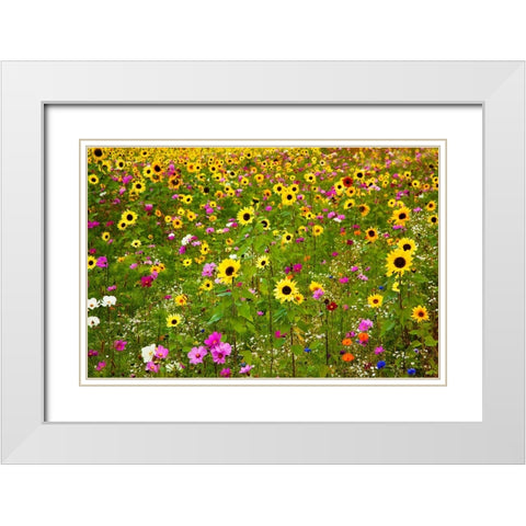 USA-New Hampshire meridian planted with sunflowers and cosmos flowers along Interstate 95 White Modern Wood Framed Art Print with Double Matting by Gulin, Sylvia
