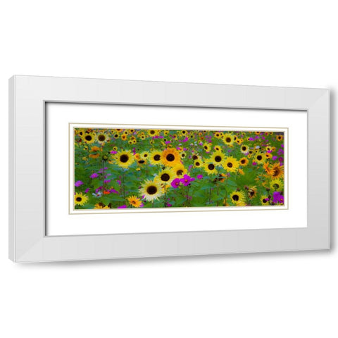USA-New Hampshire meridian planted with sunflowers and cosmos flowers along Interstate 95 White Modern Wood Framed Art Print with Double Matting by Gulin, Sylvia