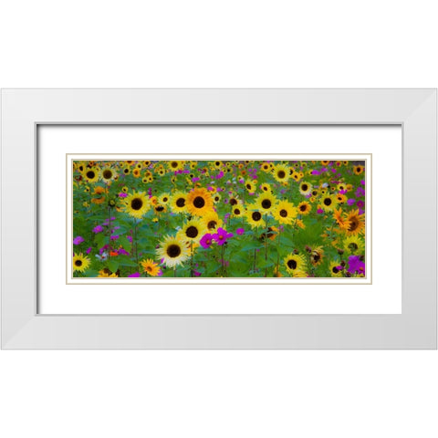 USA-New Hampshire meridian planted with sunflowers and cosmos flowers along Interstate 95 White Modern Wood Framed Art Print with Double Matting by Gulin, Sylvia