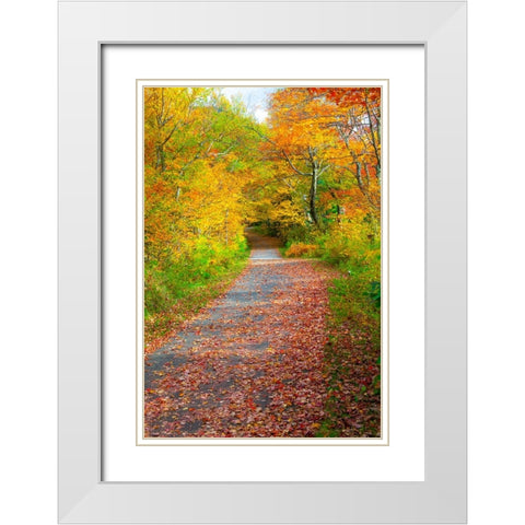 USA-New Hampshire-Franconia-one lane roadway with fallen Autumn leaves and lined with Fall colored  White Modern Wood Framed Art Print with Double Matting by Gulin, Sylvia