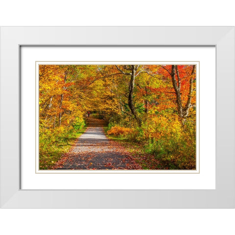 USA-New Hampshire-Franconia-one lane roadway with fallen Autumn leaves and lined with Fall colored  White Modern Wood Framed Art Print with Double Matting by Gulin, Sylvia
