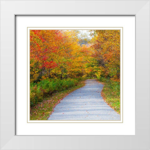 USA-New Hampshire-Franconia-one lane roadway with fallen Autumn leaves and lined with Fall colored  White Modern Wood Framed Art Print with Double Matting by Gulin, Sylvia