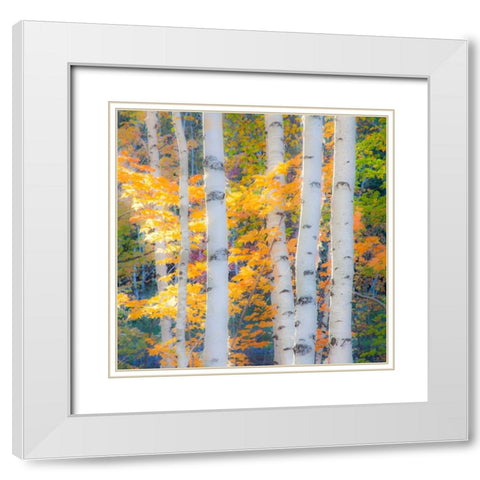 USA-New Hampshire-Franconia-Autumn Colors surrounding group of White Birch tree trunks White Modern Wood Framed Art Print with Double Matting by Gulin, Sylvia