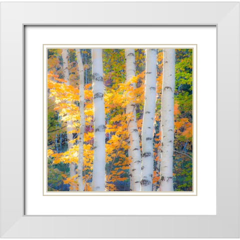 USA-New Hampshire-Franconia-Autumn Colors surrounding group of White Birch tree trunks White Modern Wood Framed Art Print with Double Matting by Gulin, Sylvia