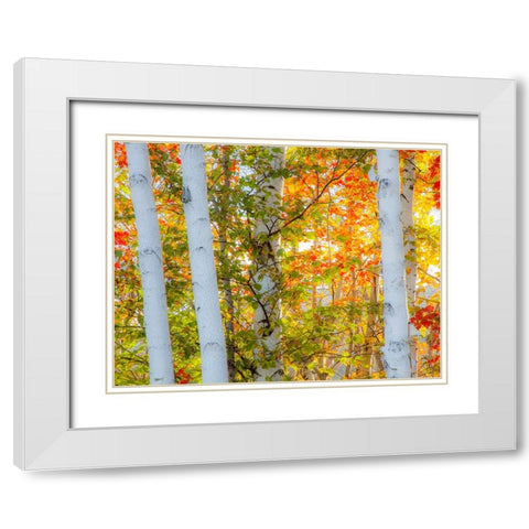 USA-New Hampshire-Franconia-Autumn Colors surrounding group of White Birch tree trunks White Modern Wood Framed Art Print with Double Matting by Gulin, Sylvia