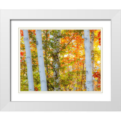 USA-New Hampshire-Franconia-Autumn Colors surrounding group of White Birch tree trunks White Modern Wood Framed Art Print with Double Matting by Gulin, Sylvia