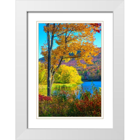 USA-New Hampshire-Franconia-small lake surrounded by Fall color of Maple-White Birch-and American B White Modern Wood Framed Art Print with Double Matting by Gulin, Sylvia