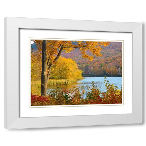 USA-New Hampshire-Franconia-small lake surrounded by Fall color of Maple-White Birch-and American B White Modern Wood Framed Art Print with Double Matting by Gulin, Sylvia