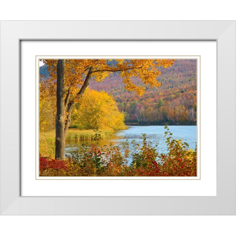 USA-New Hampshire-Franconia-small lake surrounded by Fall color of Maple-White Birch-and American B White Modern Wood Framed Art Print with Double Matting by Gulin, Sylvia