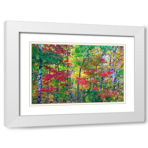 USA-New Hampshire-Gorham-Fall colors with grove of White Birch and Maple trees White Modern Wood Framed Art Print with Double Matting by Gulin, Sylvia