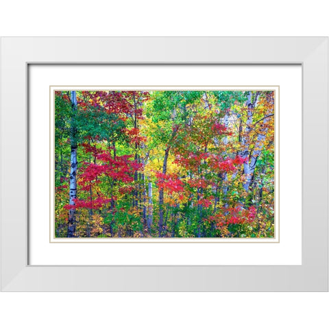 USA-New Hampshire-Gorham-Fall colors with grove of White Birch and Maple trees White Modern Wood Framed Art Print with Double Matting by Gulin, Sylvia