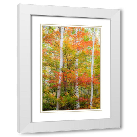 USA-New Hampshire-Gorham-White Birch tree trunks surrounded by Fall colors from Maple-Beech and Bir White Modern Wood Framed Art Print with Double Matting by Gulin, Sylvia