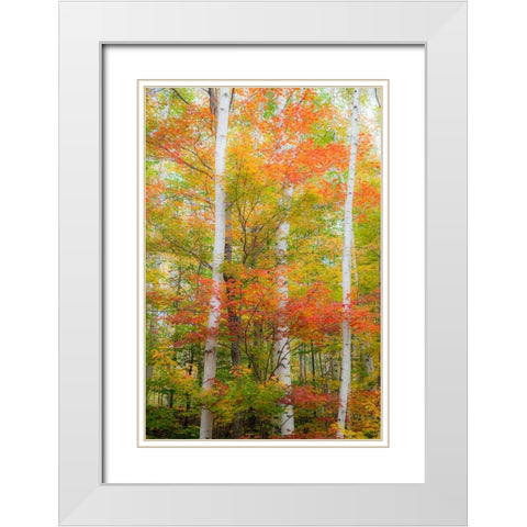 USA-New Hampshire-Gorham-White Birch tree trunks surrounded by Fall colors from Maple-Beech and Bir White Modern Wood Framed Art Print with Double Matting by Gulin, Sylvia