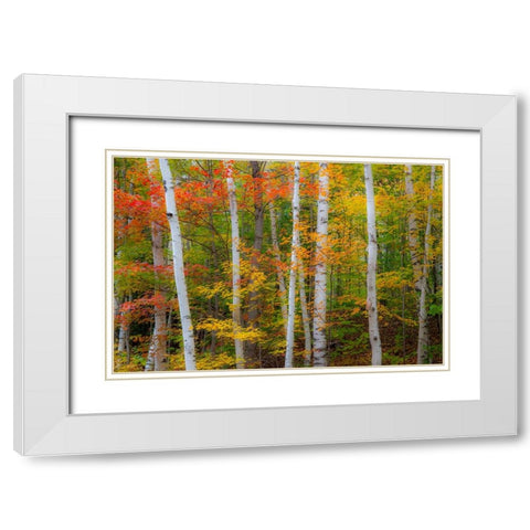 USA-New Hampshire-Gorham-White Birch tree trunks surrounded by Fall colors from Maple-Beech and Bir White Modern Wood Framed Art Print with Double Matting by Gulin, Sylvia