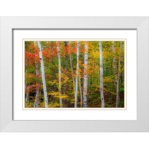 USA-New Hampshire-Gorham-White Birch tree trunks surrounded by Fall colors from Maple-Beech and Bir White Modern Wood Framed Art Print with Double Matting by Gulin, Sylvia