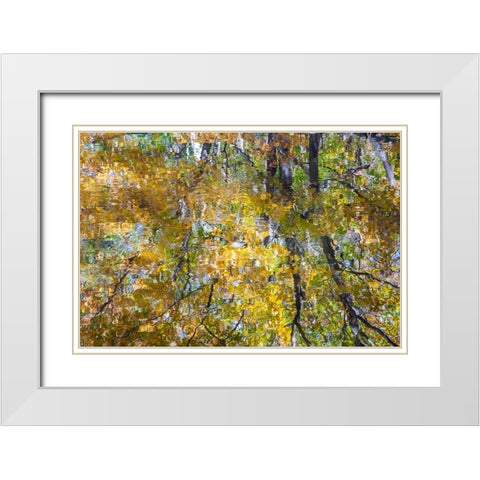 USA-New Hampshire-Gorham Autumn colors reflected in small pond White Modern Wood Framed Art Print with Double Matting by Gulin, Sylvia