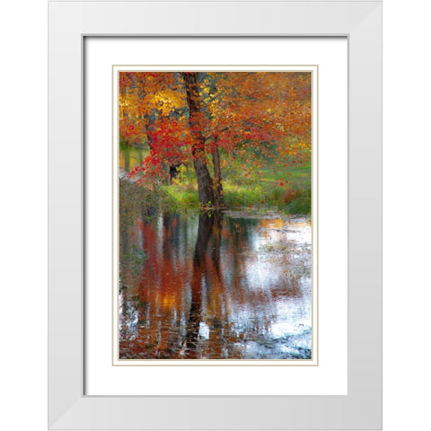 USA-New Hampshire-Jackson-Autumn in New England with Fall Color of Maple Tree reflected in small po White Modern Wood Framed Art Print with Double Matting by Gulin, Sylvia