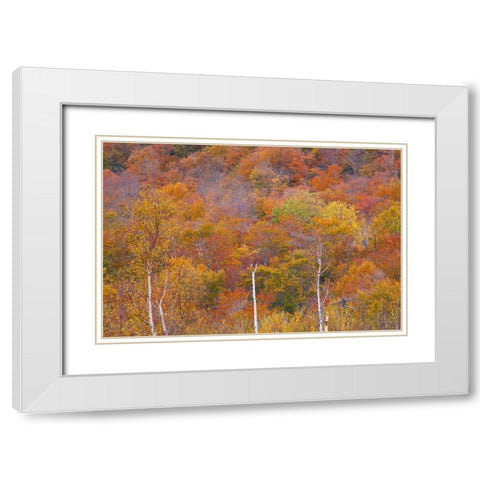 USA-New Hampshire-New England Fall colors on hillsides along highway 16 north of Jackson White Modern Wood Framed Art Print with Double Matting by Gulin, Sylvia