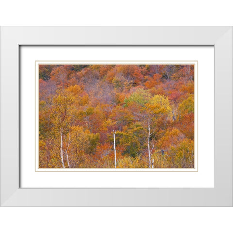 USA-New Hampshire-New England Fall colors on hillsides along highway 16 north of Jackson White Modern Wood Framed Art Print with Double Matting by Gulin, Sylvia