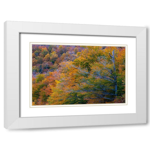 USA-New Hampshire-New England Fall colors on hillsides along highway 16 north of Jackson White Modern Wood Framed Art Print with Double Matting by Gulin, Sylvia