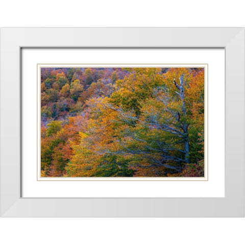 USA-New Hampshire-New England Fall colors on hillsides along highway 16 north of Jackson White Modern Wood Framed Art Print with Double Matting by Gulin, Sylvia