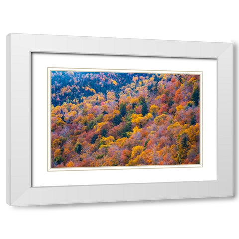 USA-New Hampshire-New England Fall colors on hillsides along highway 16 north of Jackson White Modern Wood Framed Art Print with Double Matting by Gulin, Sylvia