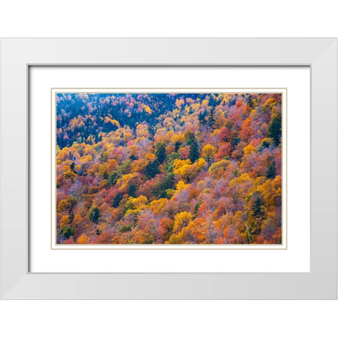 USA-New Hampshire-New England Fall colors on hillsides along highway 16 north of Jackson White Modern Wood Framed Art Print with Double Matting by Gulin, Sylvia