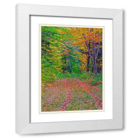 USA-New Hampshire-New England tracks into hardwood forest Autumn White Modern Wood Framed Art Print with Double Matting by Gulin, Sylvia