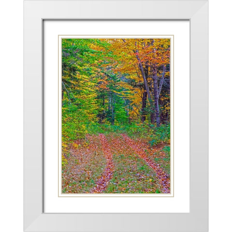 USA-New Hampshire-New England tracks into hardwood forest Autumn White Modern Wood Framed Art Print with Double Matting by Gulin, Sylvia