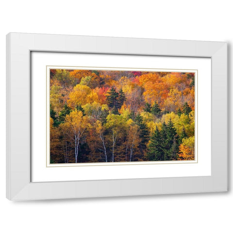 USA-New Hampshire just north of Jackson on highway 16 with the hillside covered in Autumns colors White Modern Wood Framed Art Print with Double Matting by Gulin, Sylvia