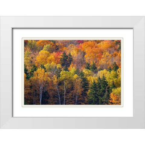 USA-New Hampshire just north of Jackson on highway 16 with the hillside covered in Autumns colors White Modern Wood Framed Art Print with Double Matting by Gulin, Sylvia