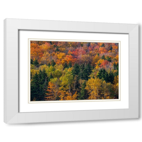 USA-New Hampshire just north of Jackson on highway 16 with the hillside covered in Autumns colors White Modern Wood Framed Art Print with Double Matting by Gulin, Sylvia