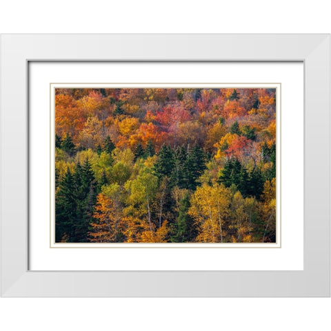 USA-New Hampshire just north of Jackson on highway 16 with the hillside covered in Autumns colors White Modern Wood Framed Art Print with Double Matting by Gulin, Sylvia