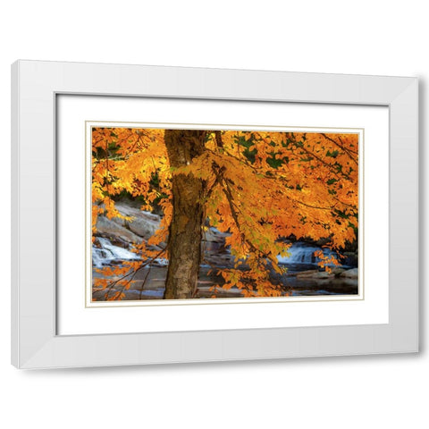 USA-New Hampshire-Jackson-Jackson Falls with American Beech in full Autumn color display White Modern Wood Framed Art Print with Double Matting by Gulin, Sylvia