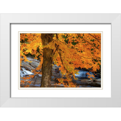 USA-New Hampshire-Jackson-Jackson Falls with American Beech in full Autumn color display White Modern Wood Framed Art Print with Double Matting by Gulin, Sylvia