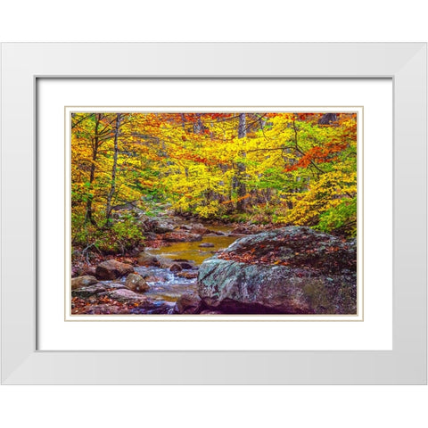 USA-New Hampshire-New England-Jackson small stream surrounded in Fall color White Modern Wood Framed Art Print with Double Matting by Gulin, Sylvia