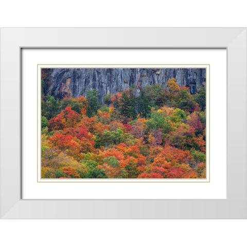 USA-New Hampshire-New England Crawford Notch Sate Park along highway 302 in Fall color White Modern Wood Framed Art Print with Double Matting by Gulin, Sylvia