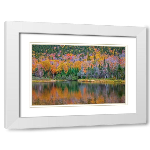 USA-New Hampshire-New England Fall colors reflected in the waters of the Saco River Crawford Notch  White Modern Wood Framed Art Print with Double Matting by Gulin, Sylvia