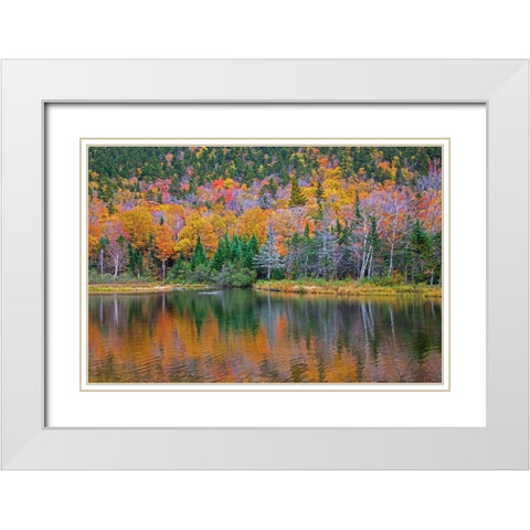 USA-New Hampshire-New England Fall colors reflected in the waters of the Saco River Crawford Notch  White Modern Wood Framed Art Print with Double Matting by Gulin, Sylvia