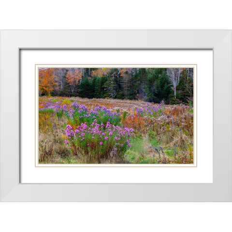 USA-New Hampshire-New England field off of highway 302 with Autumn daisies and hillside backdrop wi White Modern Wood Framed Art Print with Double Matting by Gulin, Sylvia